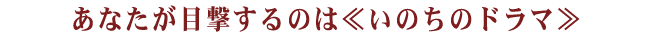 あなたが目撃するのはいのちのドラマ