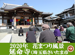 「2020 花まつりの風景 延命寺（埼玉県さいたま市）